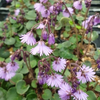 Soldanella alpina SDR3504 